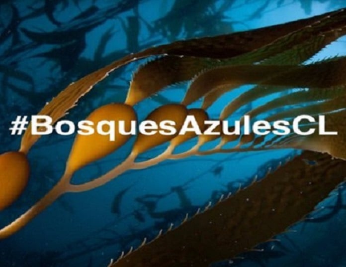 Otro hito a favor de la conservación marina: Campaña Bosques Azules suma miles de seguidores en Redes Sociales