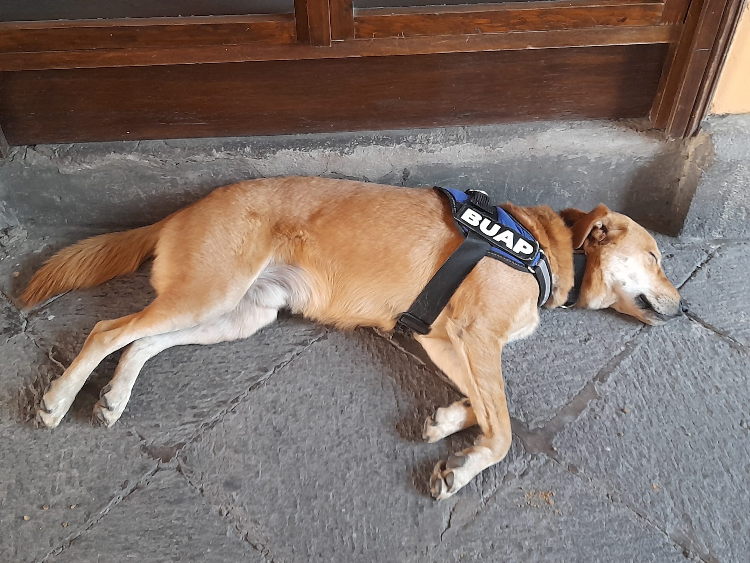 Celebran los 2 años de «Carolino», perro adoptado por la BUAP