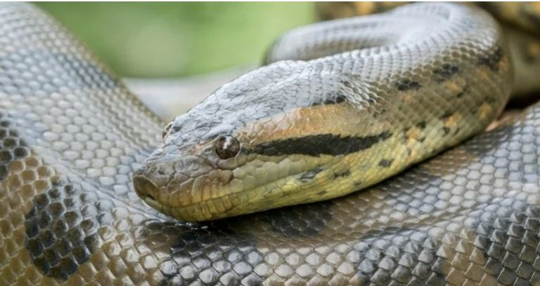 (Video) Cazadores asesinan a la anaconda más grande del mundo, recién descubierta en el Amazonas