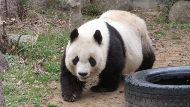 Murió «Tan Tan», el panda gigante más anciano de Japón