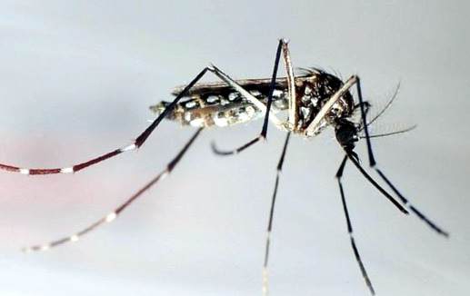 Dengue en Chile: Minsal confirma hallazgo de mosquito transmisor en terminal de buses de Los Andes