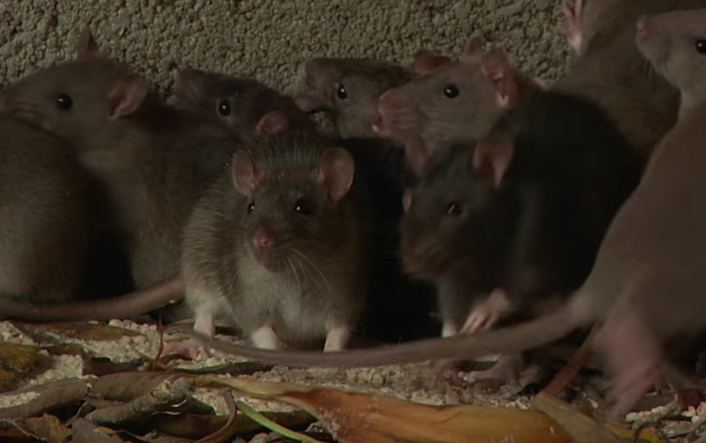 Seremi de Salud clausuró escuela en Santa Cruz tras encontrar fecas de ratón