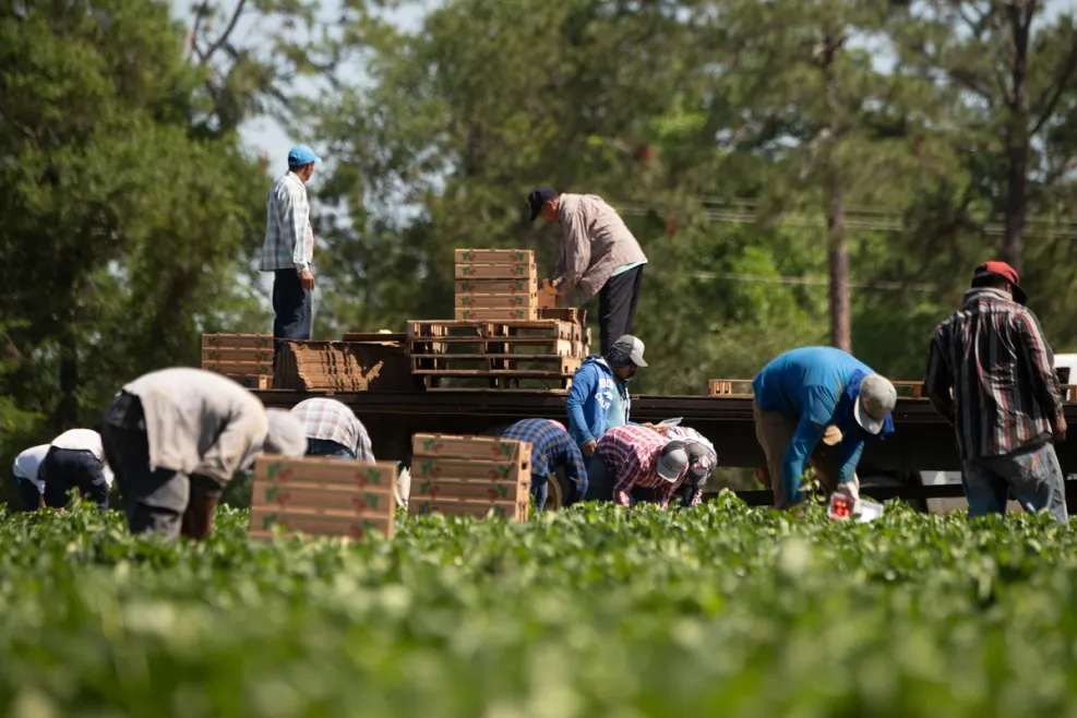Ofician al Seremi del Trabajo en la Región de Coquimbo: Piden fiscalizar a agroexportadoras por denuncias de no pago a trabajadores