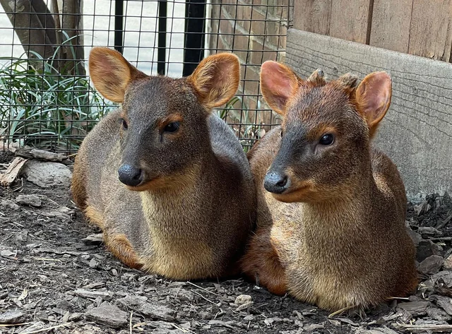 Denuncian que perro mató a dos icónicos pudúes de Chiloé en centro de conservación