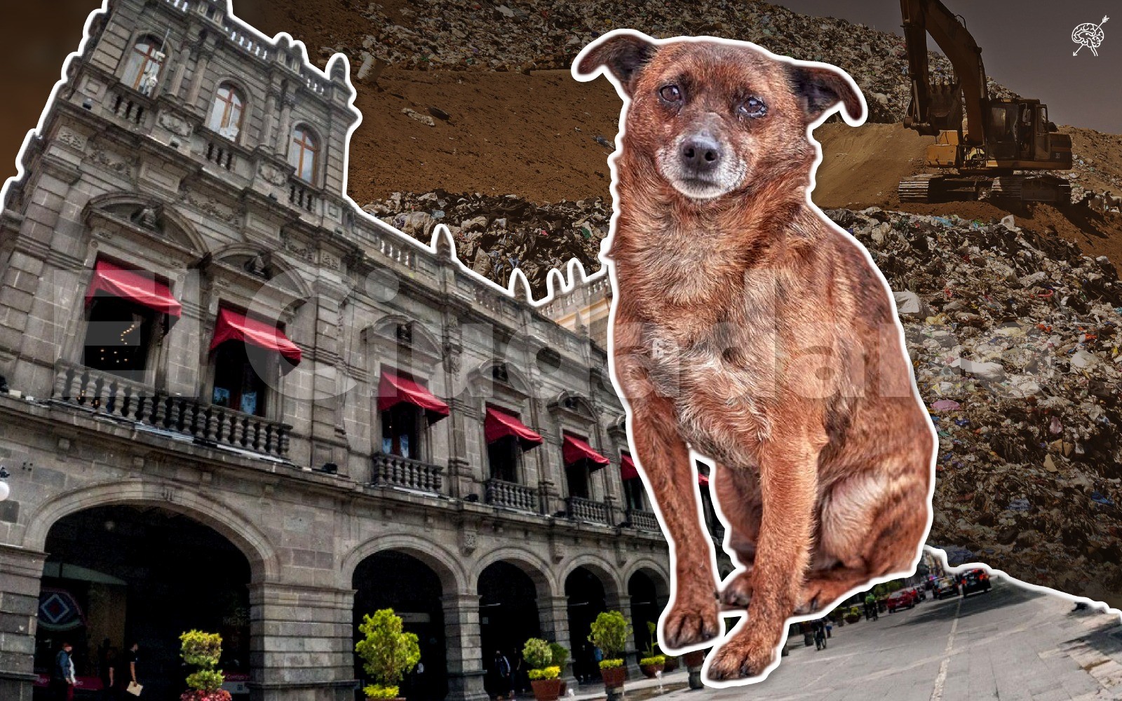 Culpan al Ayuntamiento por muertes de perros en basurero de la capital