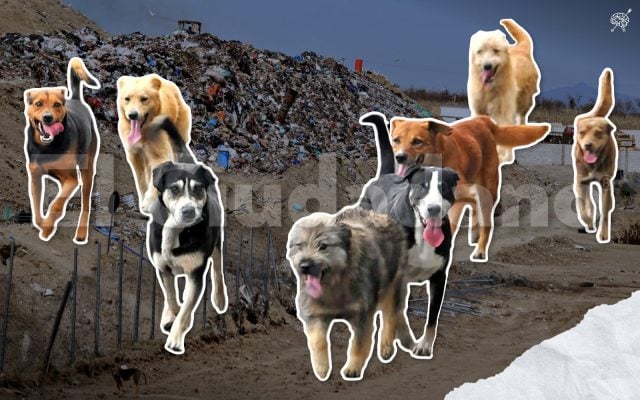 Denuncian «exterminio» de perros cerca del relleno de Cholula