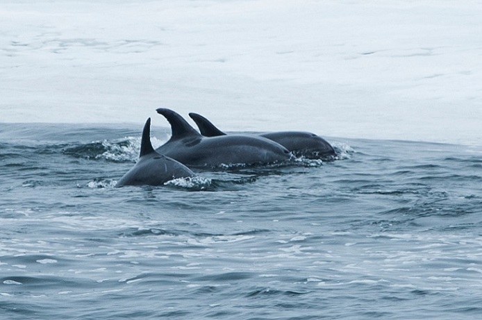 Pescadores de Cachagua dan ejemplo en conservación marina: Inauguran refugio para proteger especies