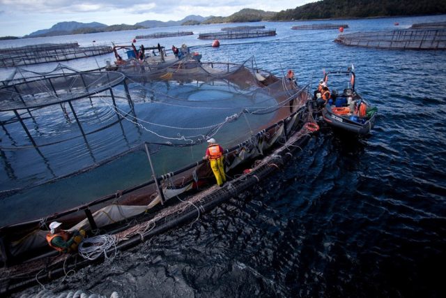 “Salmones de sangre”: Reportan nuevas tragedias en industria acuícola con trabajador muerto y otro grave