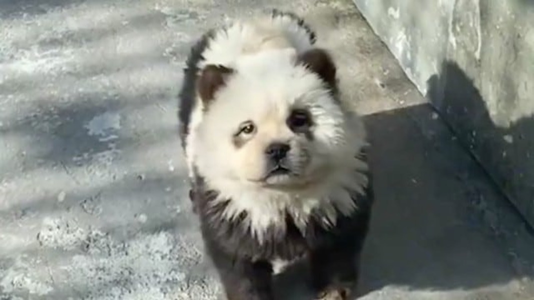 Zoológico pinta perros para hacerlos pasar  por pandas bebés | Video