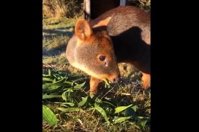 “Ley Pudini”: Iniciativa ciudadana busca la protección efectiva de la fauna silvestre