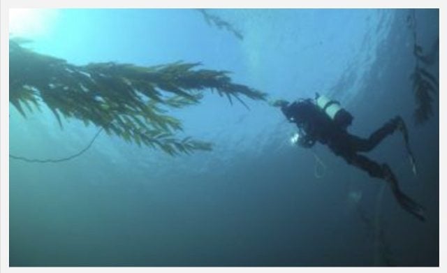 Desafíos para la conservación de bosques de algas en la Patagonia: Científico marino subraya la importancia de urgentes medidas