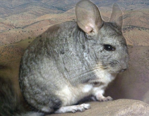 Chinchillas en peligro por explotación minera: Dictan medidas contra empresa por proyecto “Salares Norte”