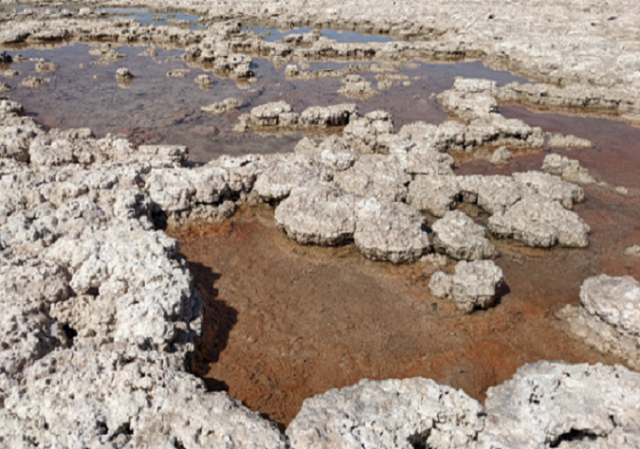 Salar de Atacama y el origen de la vida: Hallazgo de estromatolitos revela misterios de la biodiversidad