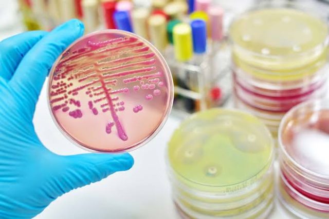 Resaltan nuevas estrategias para combatir bacterias resistentes a los medicamentos