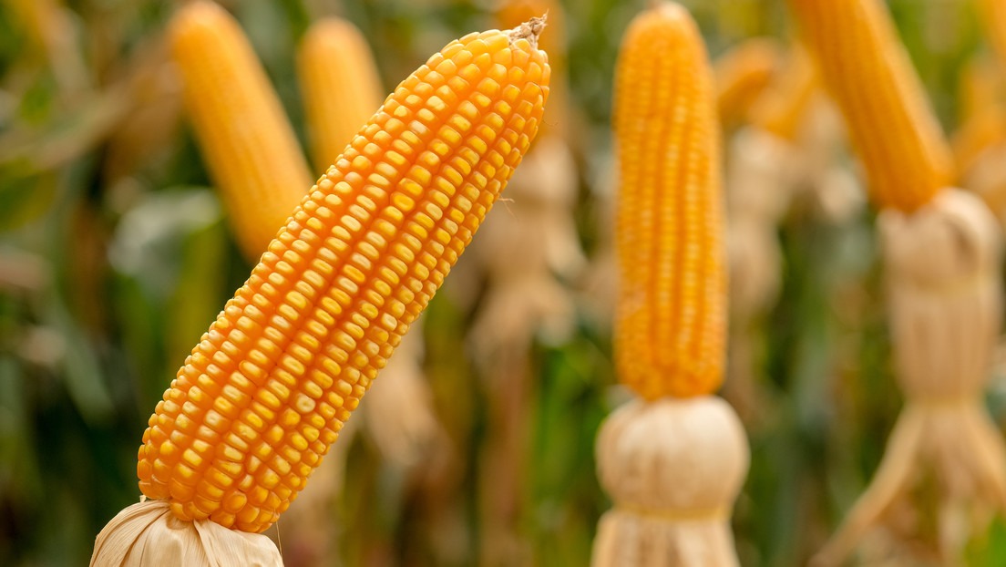 México persiste en investigación sobre maíz transgénico ante disputa con Estados Unidos