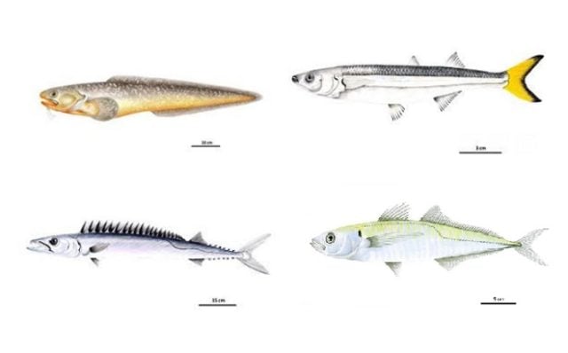 ¿Conoces los peces litorales de Chile? Nueva guía que busca educar y conservar