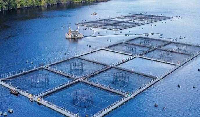 Revelan nuevas infracciones de la industria acuícola: 95 casos de sobreproducción de salmones en reservas nacionales sin sanción