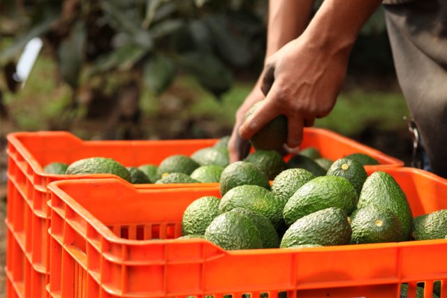 Michoacán reinicia exportación de aguacate y mango a EE.UU., tras suspensión por seguridad