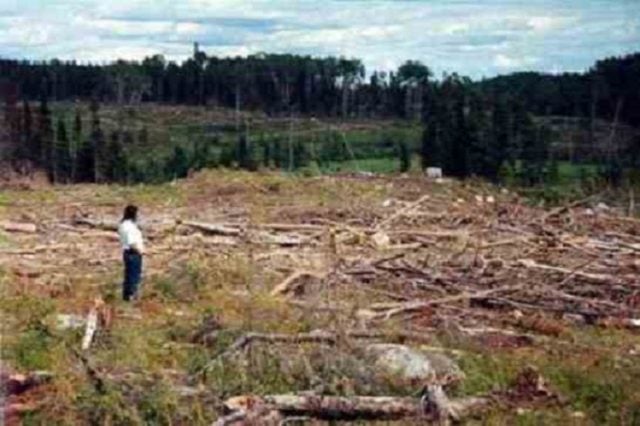 Científicos evidencian impactos de las plantaciones forestales en Chile: Agua, incendios y conflictos socioecológicos