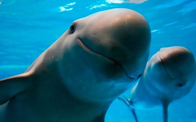 Avistan sólo a nueve vaquitas marinas en lo que va de este 2024