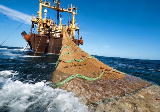 “Quieren  más saqueo del mar”: Acusan a Consejo Marítimo Nacional, nuevo brazo de la industria pesquera y salmonera