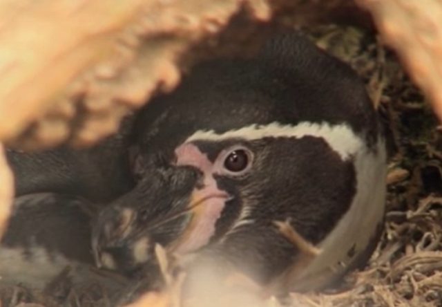 Estudio revela inminente peligro de extinción de los pingüinos de Humboldt: ¿Nueva tragedia en las costas de Chile?  