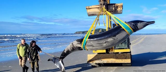 Encuentran rara ballena picuda en Nueva Zelanda