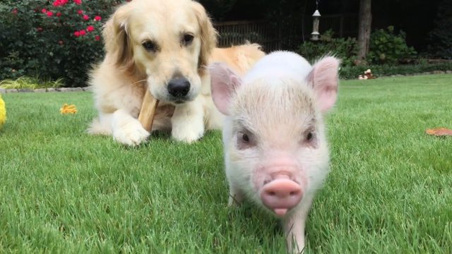 Estudio compara la reacción de perros y cerdos a emociones humanas