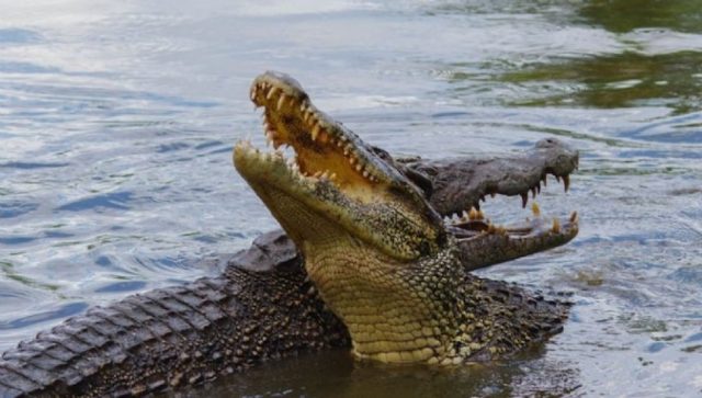 Biólogos sugieren trasladar cocodrilos de Tamaulipas a Monterrey por sobrepoblación