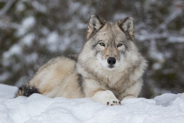 Recuperación del lobo gris en Europa genera inquietud y esperanza