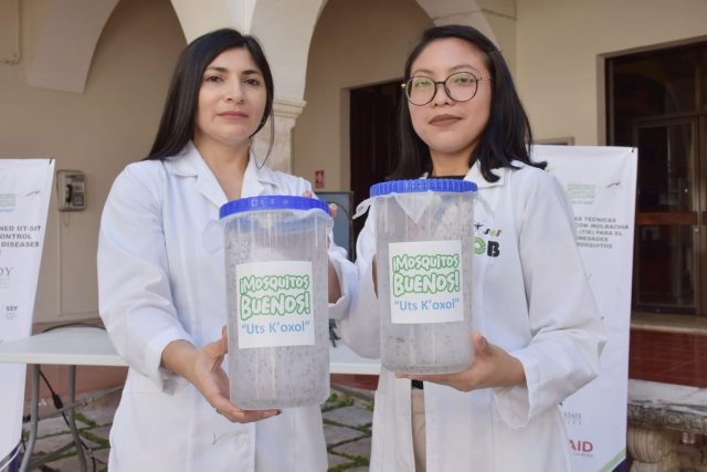 Implementan proyecto con mosquitos wolbachia para combatir dengue