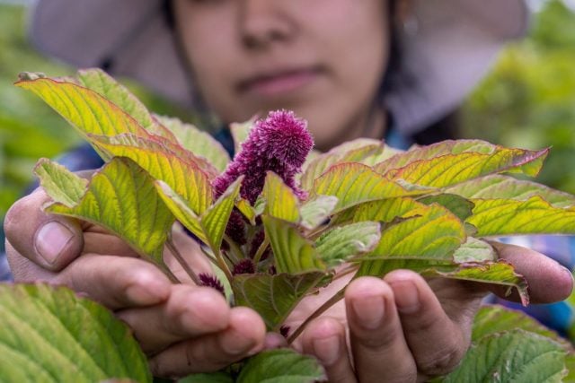 México es nombrado “país de demostración” del amaranto por FAO