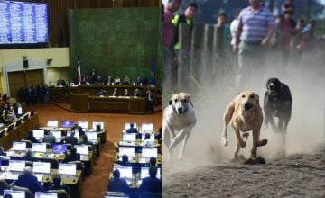 Estos son los diputados que votaron en contra por del proyecto que prohibía las carreras de perros galgos