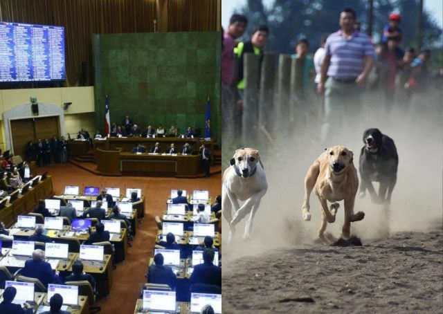Estos son las diputadas y diputados que votaron en contra del proyecto que prohibía las carreras de perros galgos 