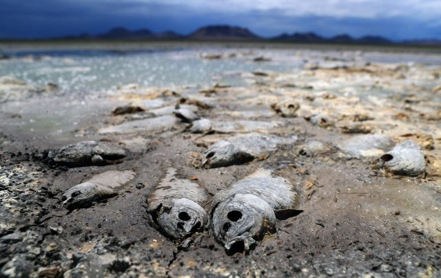Sequía extrema provoca desastre ecológico en lagunas de Chihuahua