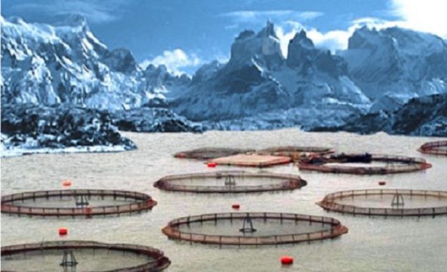 Empresas salmoneras extranjeras que operan en la Patagonia: Impactos denunciados en áreas protegidas