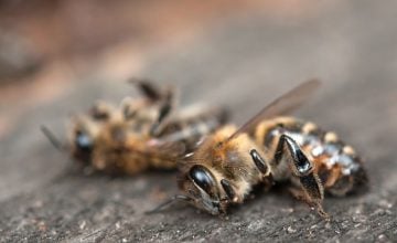 abejas