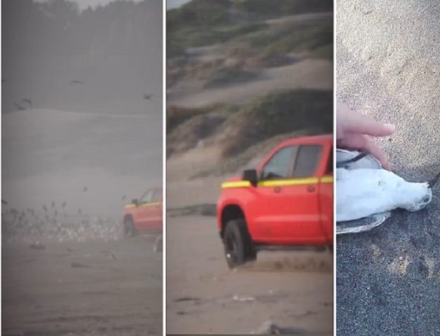 Indignación por atropello deliberado de aves playeras en Ritoque: Sujeto arrasó con nidos y polluelos