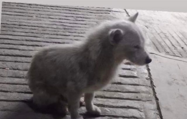 Exigen justicia contra hombre por matar a perro callejero en Xicotepec