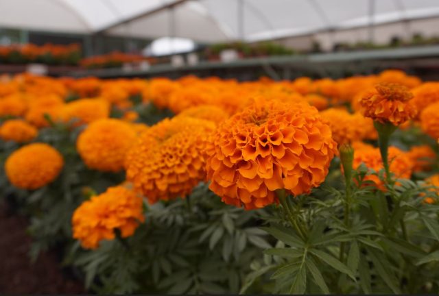 Producción de Flor de Cermpasuchil en Atlixco III