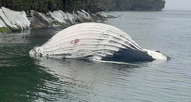 Impacto de salmoneras en áreas protegidas: hallan 2 ballenas muertas cerca de centros de cultivo en Kawésqar y Laguna San Rafael