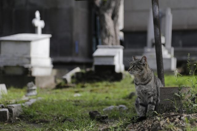 Denuncian retiro de lonas en Panteón Municipal que buscaban concientizar el cuidado de los gatos 