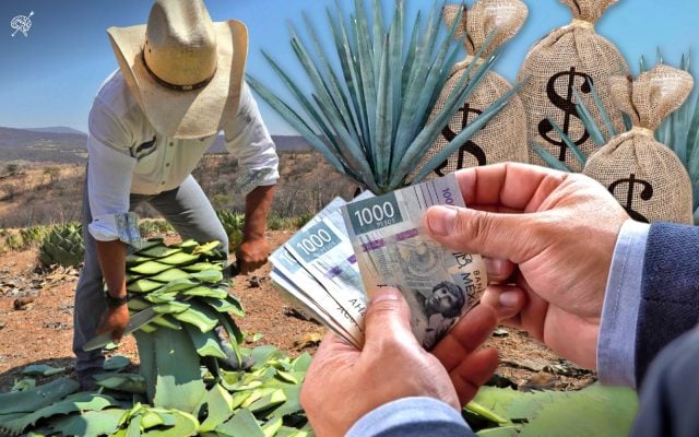 Mezcal poblano: motor económico que impulsa a más de 3 mil familias