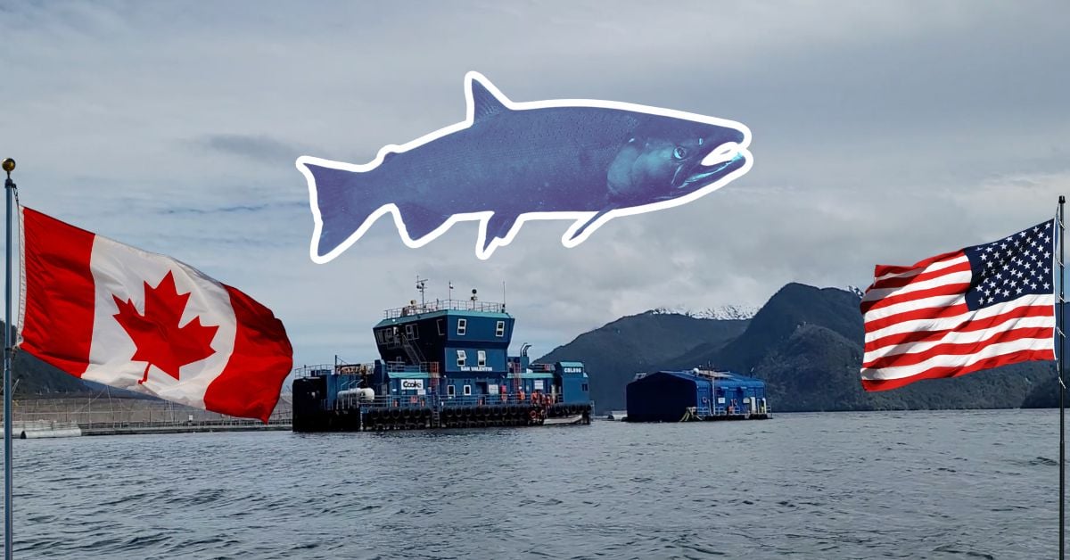 Contamination in National Park: Report Blames Cooke Aquaculture for Overproduction and Waste in Laguna San Rafael