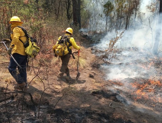 Gobierno del Estado anuncia creación de Policía Forestal para enero de 2025