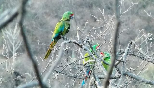 Empresa española busca instalar parque solar en Reserva de la Biósfera Tehuacán-Cuicatlán
