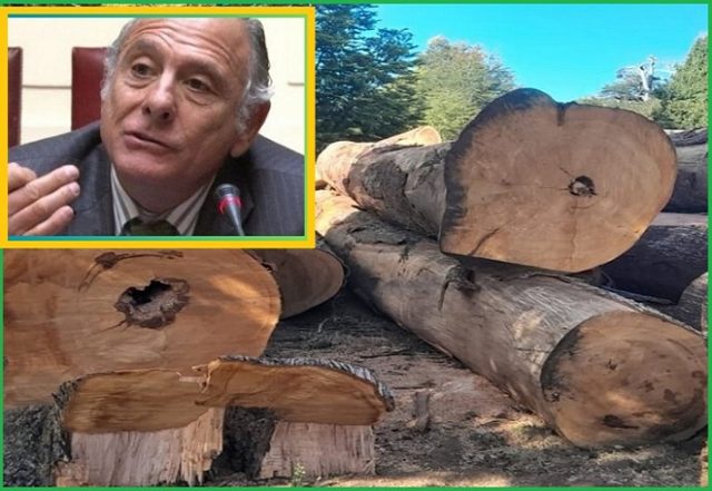 Ordenan a empresa forestal de exsenador  Eugenio Tuma detener tala ilegal en Melipeuco