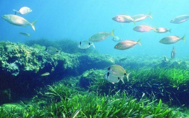 México invierte 500 mdp para proteger ecosistemas costeros y comunidades en la Península de Yucatán