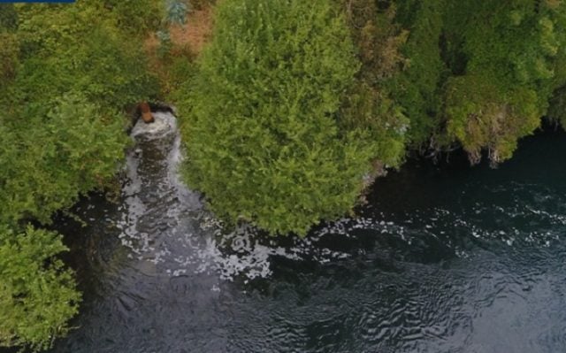 Denuncian contaminación en el río Bueno: aguas servidas generan alerta ambiental