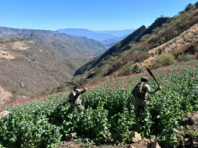 Gobierno desmantela red de producción de drogas sintéticas: Golpe millonario al crimen organizado en México